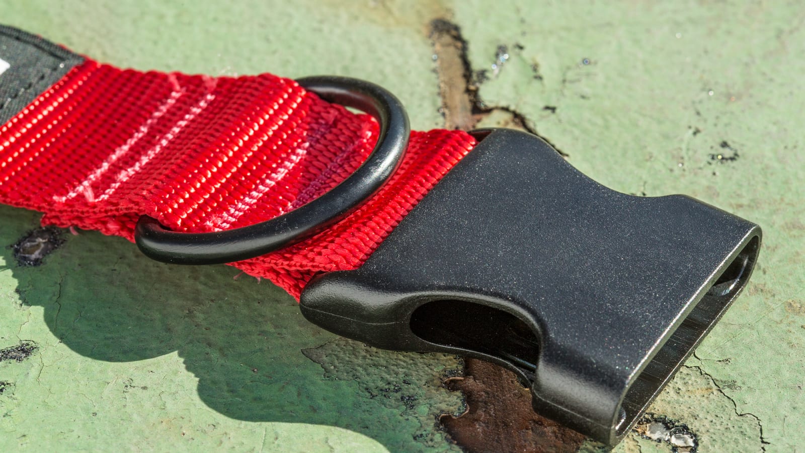 Rogue Nylon Dog Collar